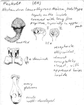 Vorschaubild Nectandra leucothyrsus Meisn.